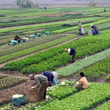 Vietnam: Make community agricultural extension a key force in the agricultural sector at the grassroots level