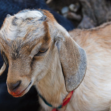 Indonesia’s Lampung Province asks regency/municipality governments to only distribute healthy livestock