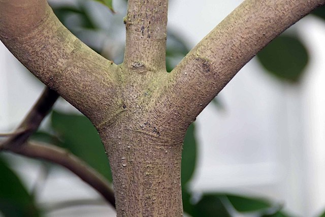 Vietnam trees: Relocating and cultivating more than 1,300 trees to make An Phu intersection