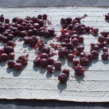 Turkey Onions: Onion harvest started