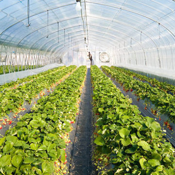 Korea: Tripling profits with innovative nursery technology…”I’m going to be a strawberry master”