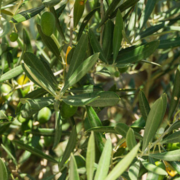 The cultivation of Almond trees in the Balearic Islands of Spain receives a boost with the planting of new varieties