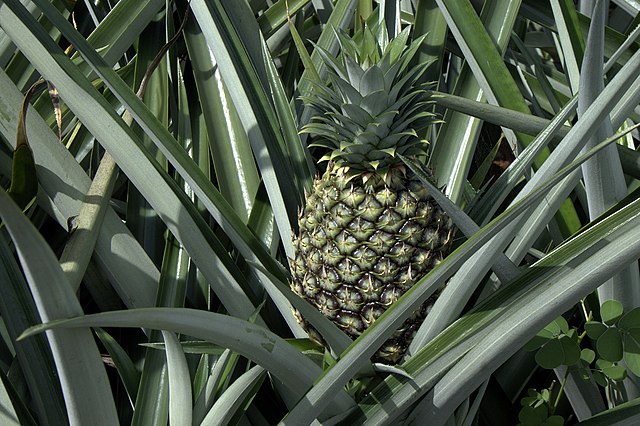 It’s more reassuring to eat pineapple! China’s first national industry standard for freshly cut pineapple processing has been approved 