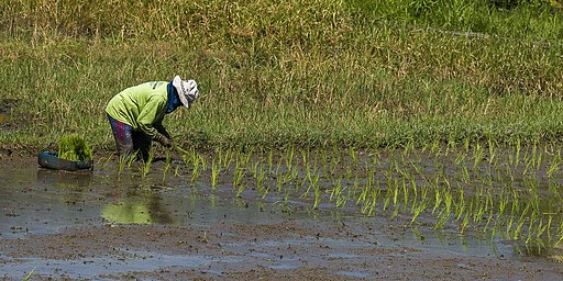 Lampung ready to support one million hectare rice harvest movement