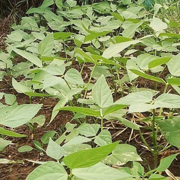 Argentina: Service crops improve degraded soils