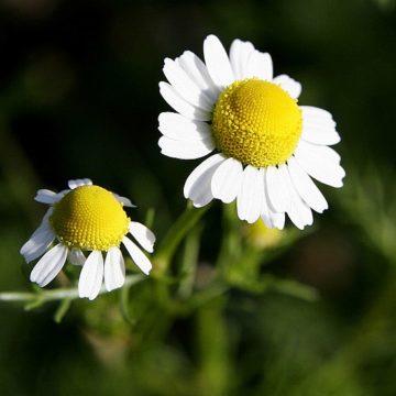 Portuguese Chamomile: Kombucha drinking flowers