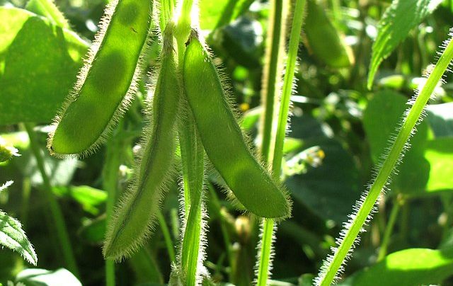 Germany Soybean: EU Commission expects declining EU soybean area for 2023 harvest