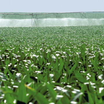 Chile’s INDAP Maule launches intrapredial irrigation contest for corn farmers for $150 million