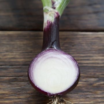 Dutch seed firms see slight expansion of onion acreage