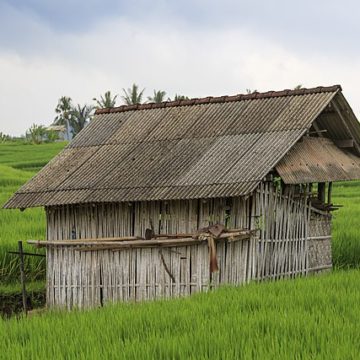 Indonesia Rice: On Maros visit, Jokowi hopes rice surplus will be distributed