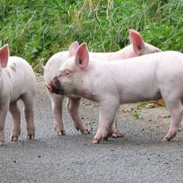 Netherlands live pigs: Piglet price rises dramatically in the Netherlands