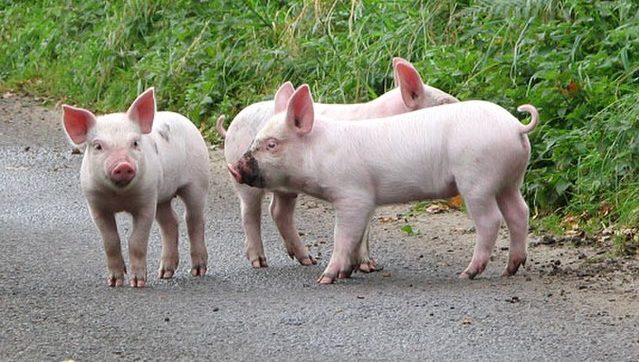 Netherlands live pigs: Piglet price rises dramatically in the Netherlands