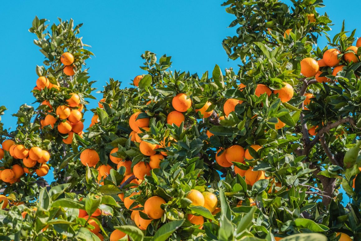 “The Valencian citrus sector has always guaranteed a sufficient supply of citrus fruits” asserts AVA-ASAJA