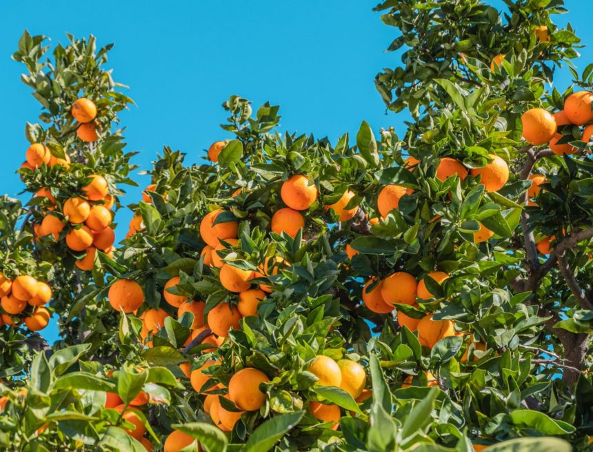 Spain Oranges: The Valencian Association of Farmers asks retailers and consumers to give priority to Spanish oranges