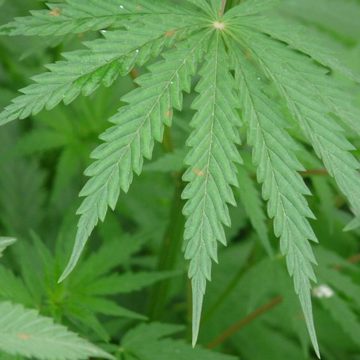 The Hawaii hemp sector encounters new rules