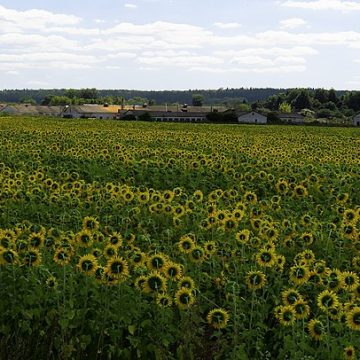 Ukraine farm