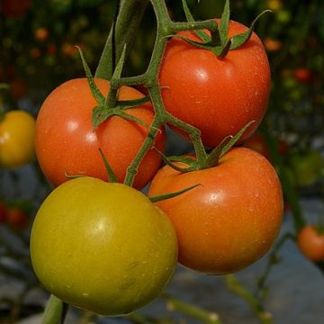 Tomatoes from Morocco