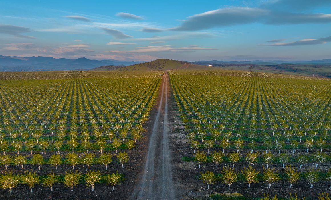 Mkisa, the Georgian company championing almond farming: “our foremost concern is quality”