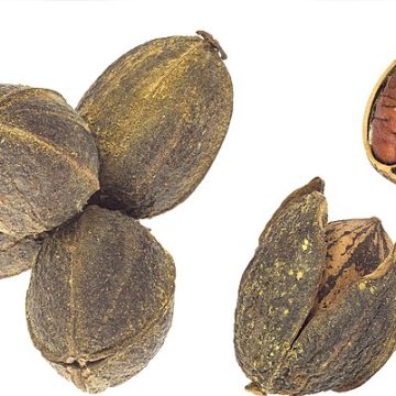 US pecans