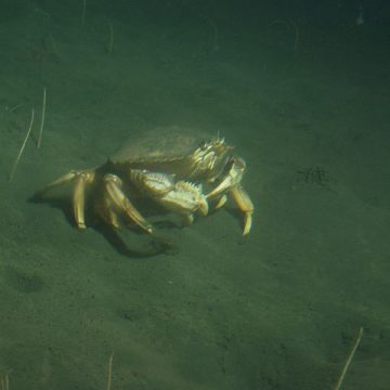 Dungeness crab undersea