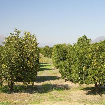 Citrus orchard in a South African country