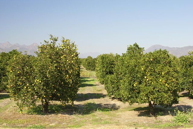 Citrus orchard in a South African country
