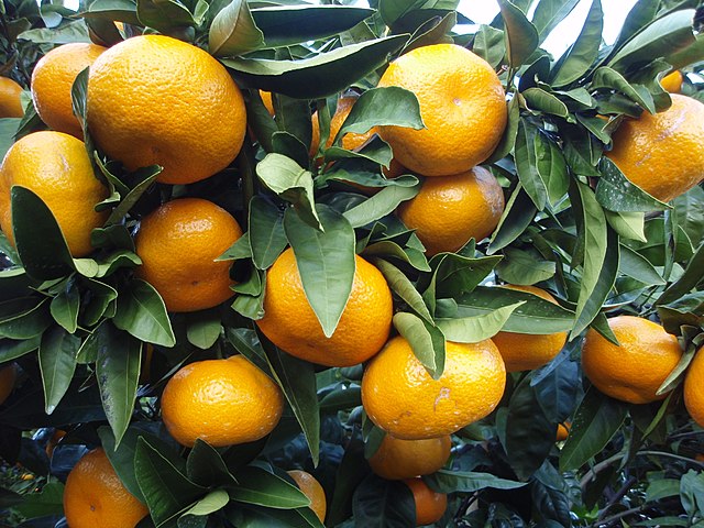 Naartjie citrus