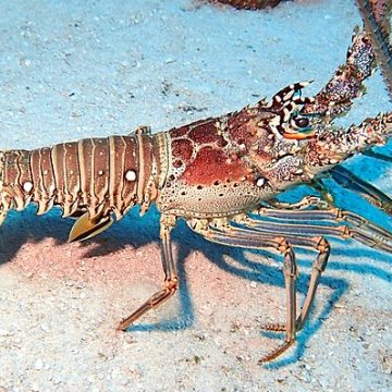 Belize's Caribbean spiny lobster