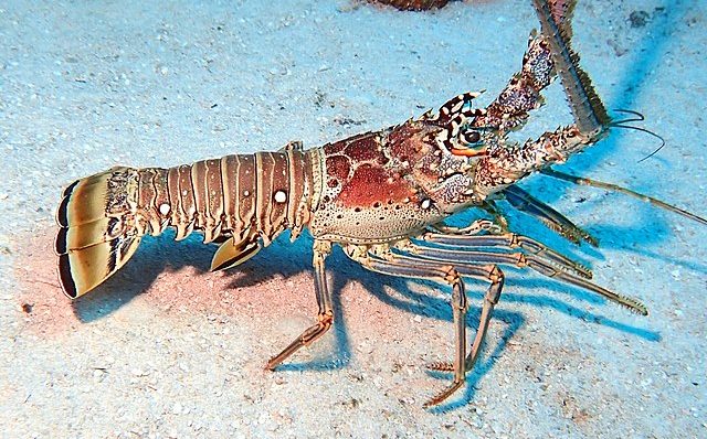 Belize's Caribbean spiny lobster
