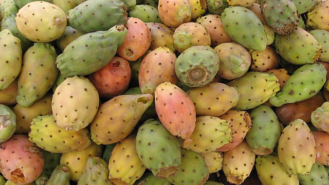 Ripe cactus fruits