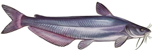 Invasive blue catfish