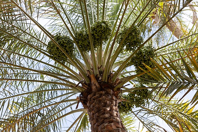 Omani palm dates