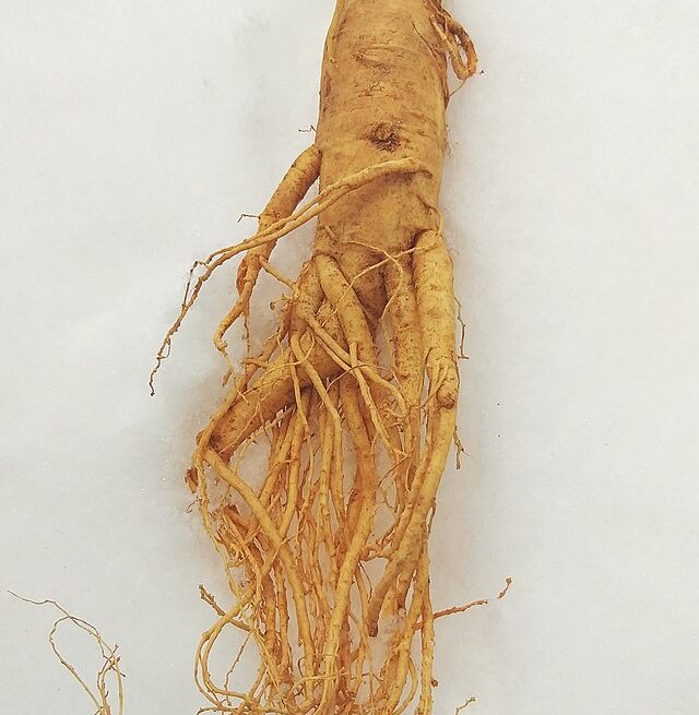 Korean ginseng