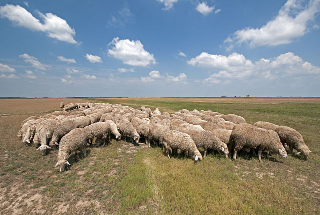 Lamb prices surge across Europe as supplies founder 