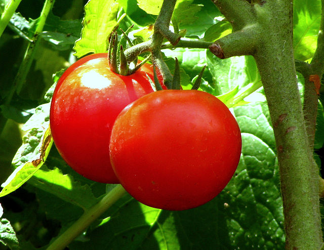 Tomato price crash in Bengaluru following Bangladeshi turmoil 