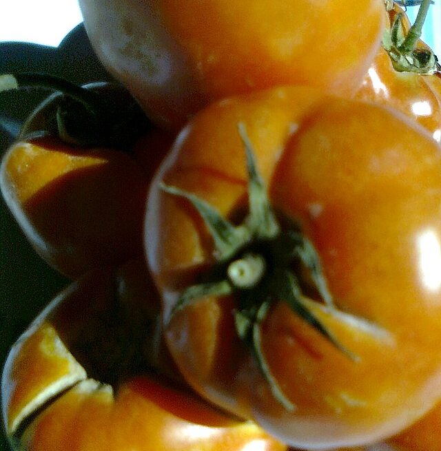 tomatoes in Jordan