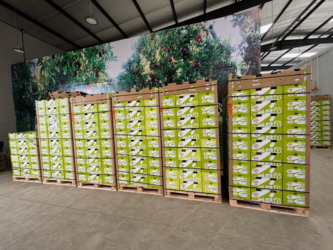 Fruitbox brings Zespri kiwifruit to Kenya: “cost is less by doing direct routing” 