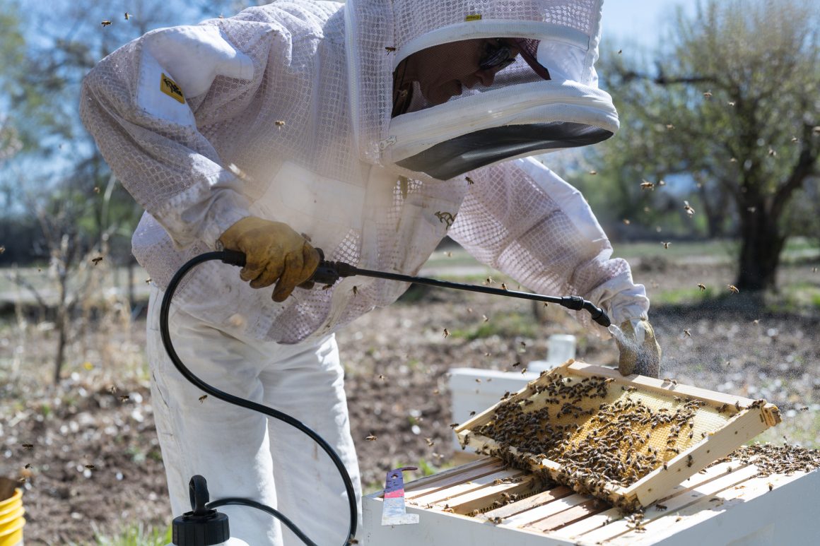 Terra Vera launches ApiVera “to preserve bee populations”