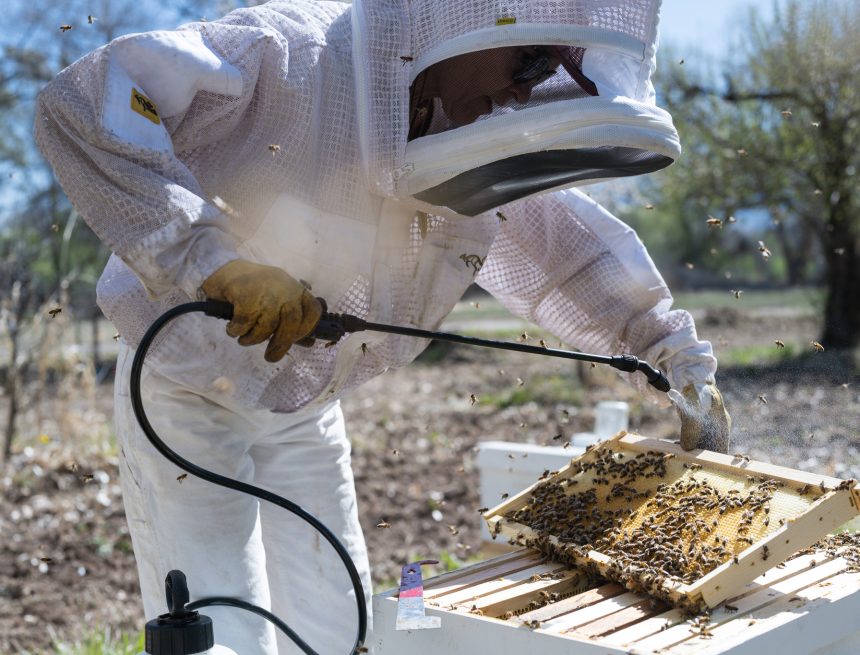 Terra Vera launches ApiVera “to preserve bee populations”