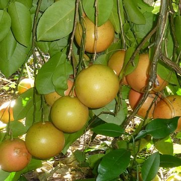 Citrus in Florida was sunshiny before Hurricane Milton struck