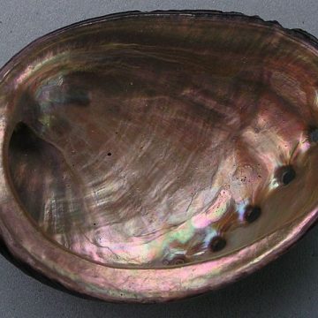 California’s red abalone harvest still under ban, black abalone provides state shell