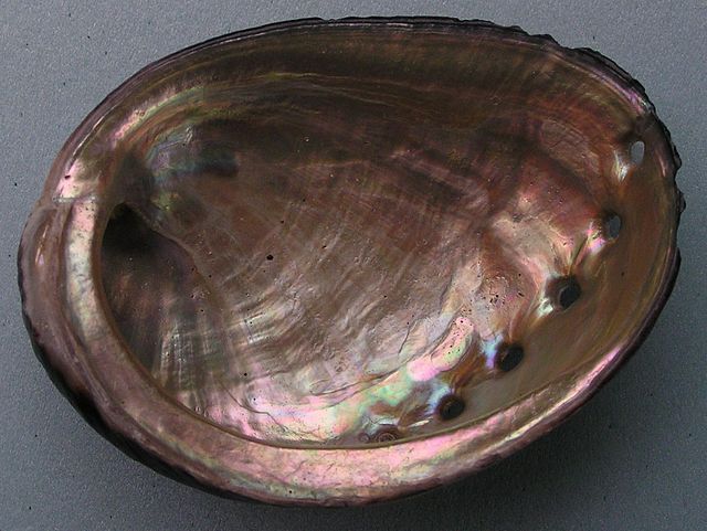 California’s red abalone harvest still under ban, black abalone provides state shell