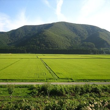 Rice harvest in Japan begins amid turn to robotics