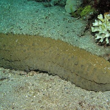 What new sea cucumber developments in Alaska and the Netherlands hold for UK’s Invertebrates Imports