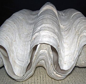 Giant clam “endangered species” listing impacts Giam’s sinahi culture