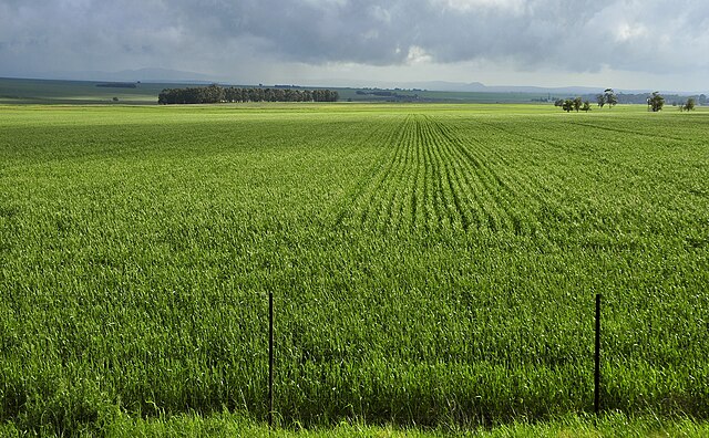 The South Africa wheat sector records two major developments in 2024