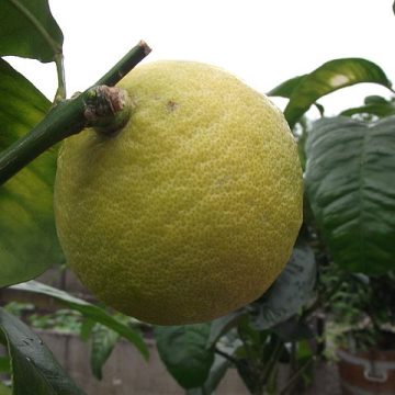 Bergamot orange production in Calibria fuels Earl Grey Tea popularity