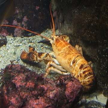 A yellow lobster rarity shores up in Bristol, North East U.S.