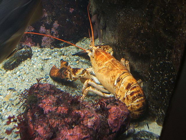 A yellow lobster rarity shores up in Bristol, North East U.S.