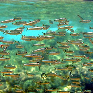 Sardines in Morocco cost dear as stock wavers